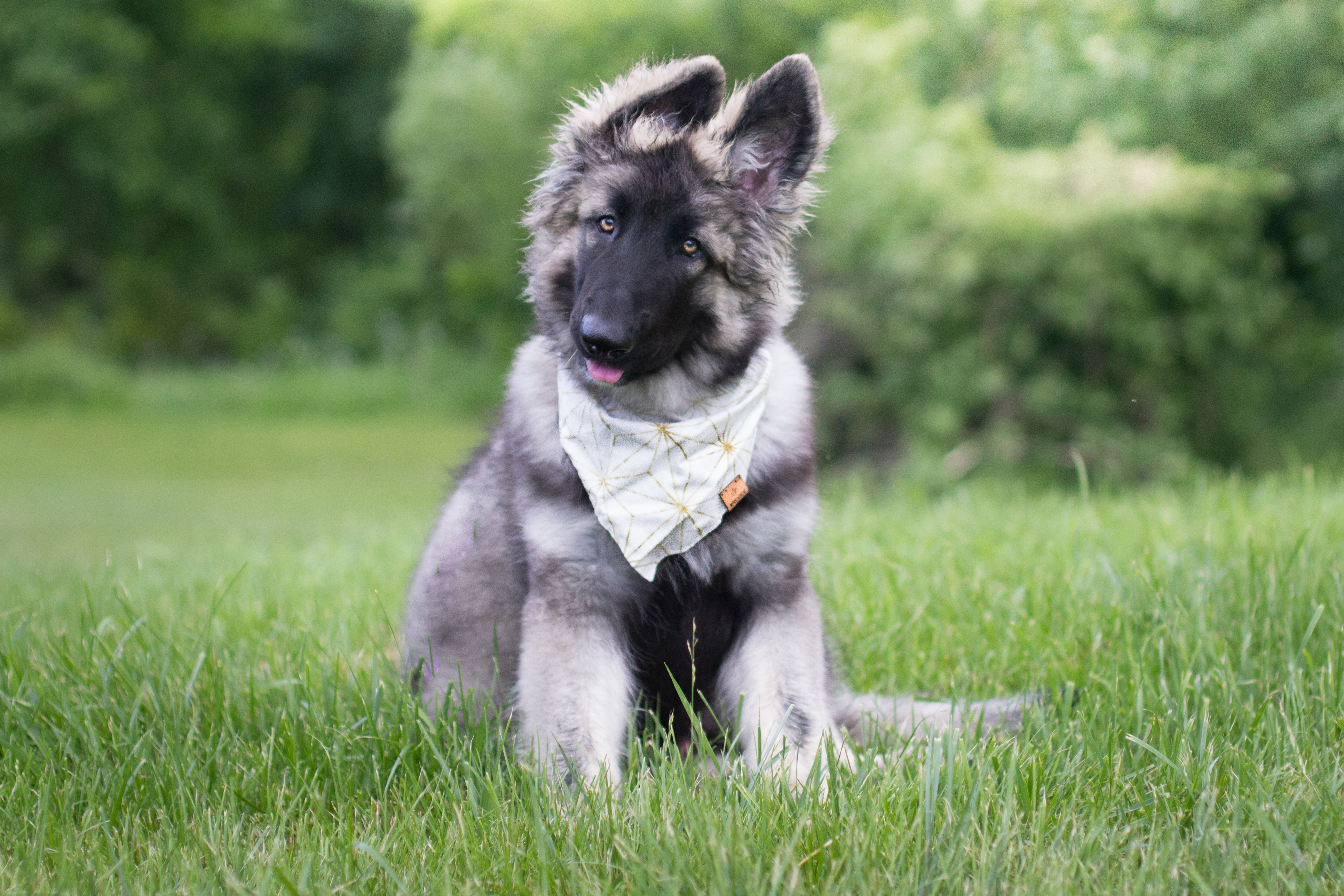 shiloh shepherd dog puppies for sale